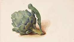 Artichoke