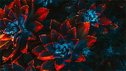 neon flowers