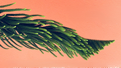palabra viva cover